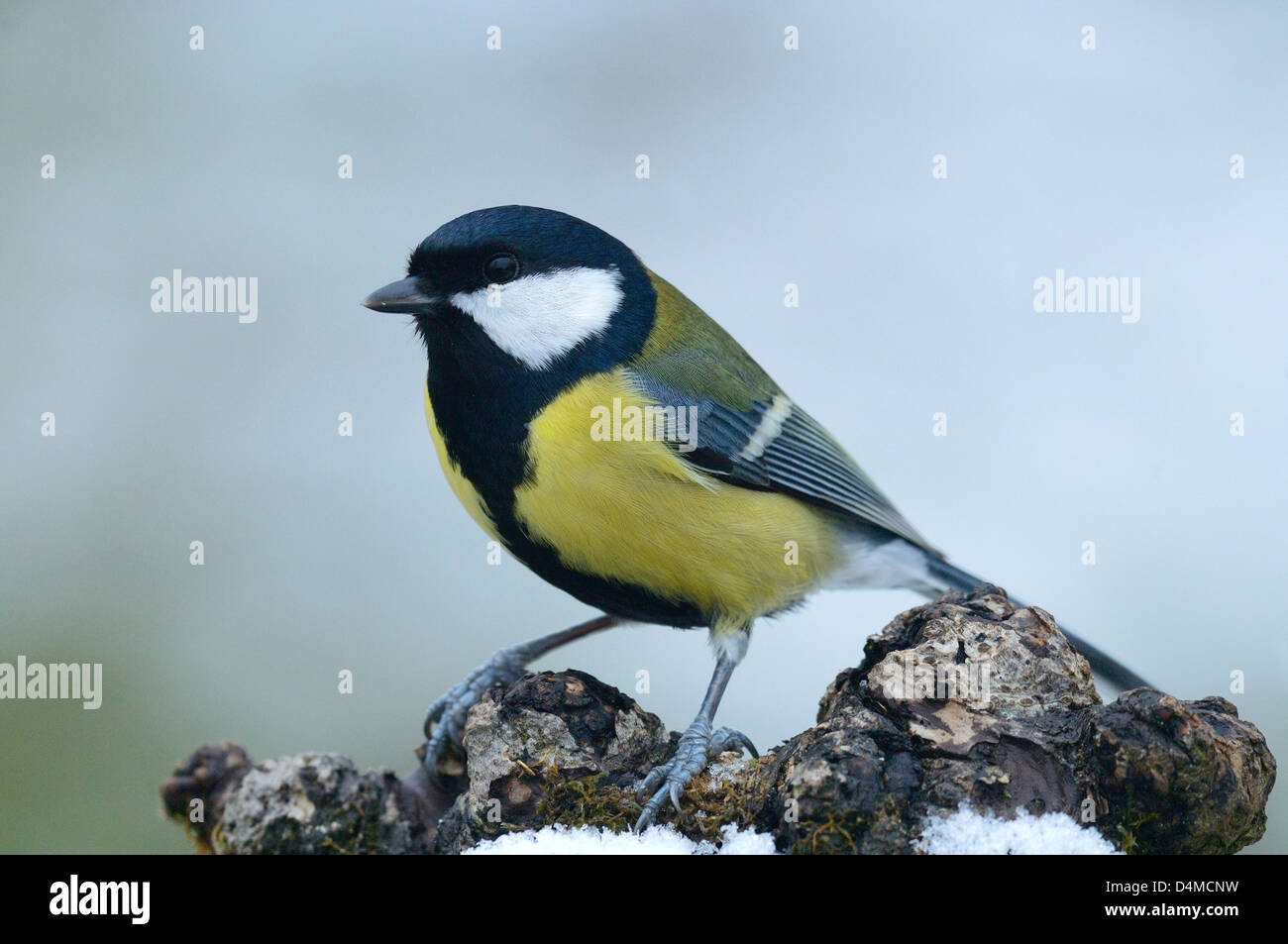 Kohlmeise ( parus major) Great Tit • Ostalbkreis, Baden-Württemberg, Deutschland Stock Photo