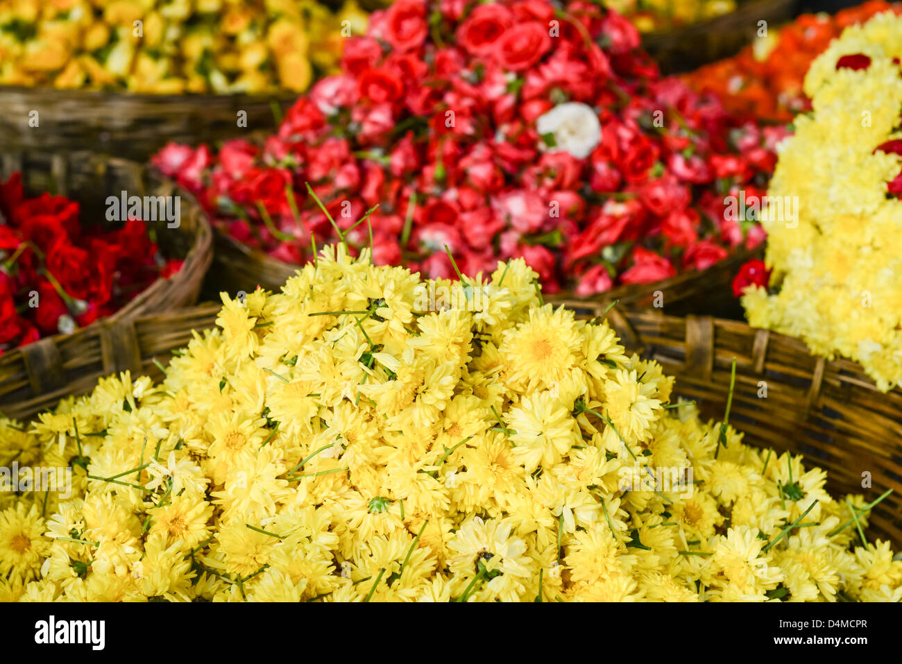Brown chrysanthemum flowers hires stock photography and images Alamy