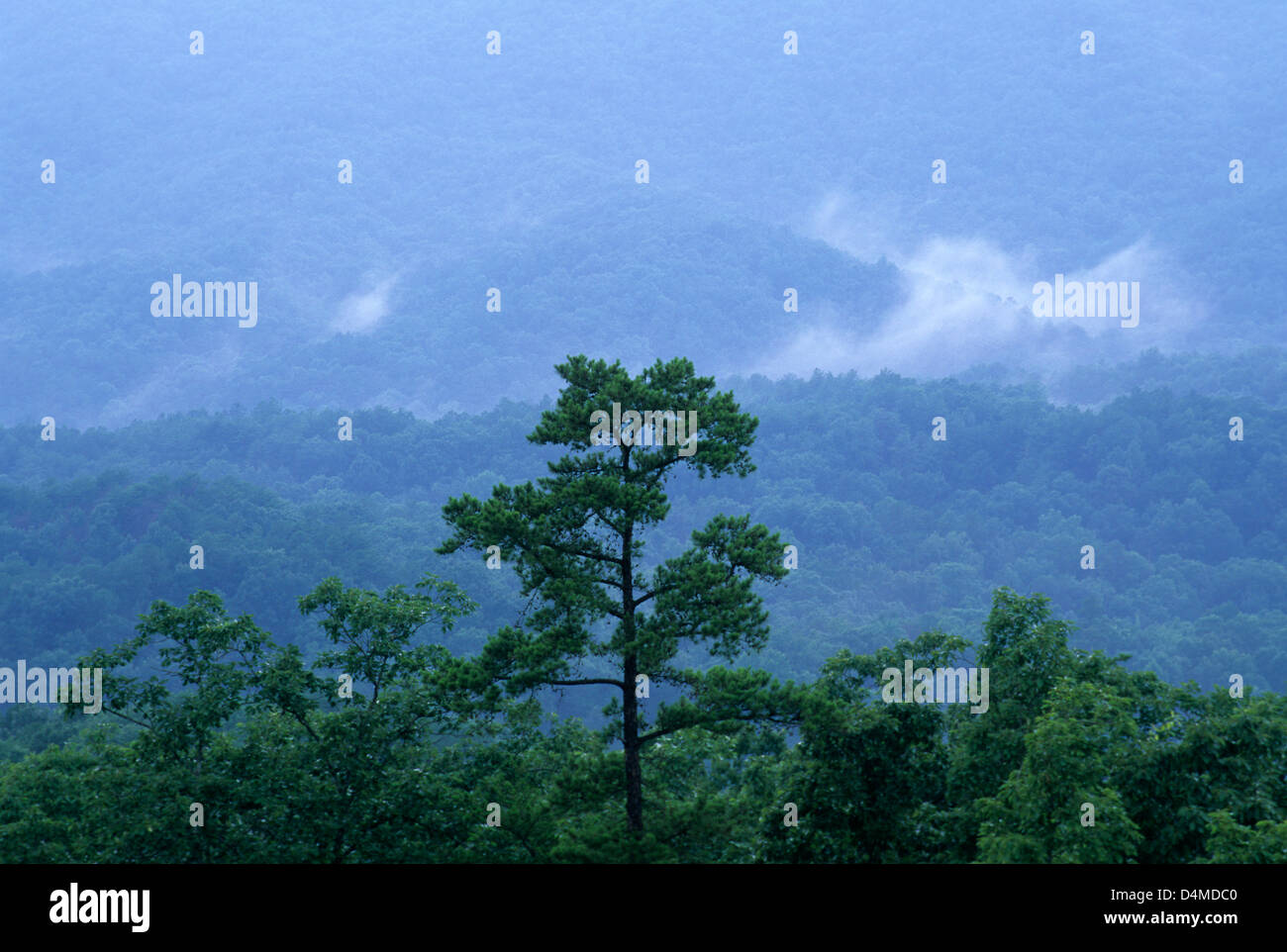 Forest view, Talladega National Scenic Byway, Talladega National Forest