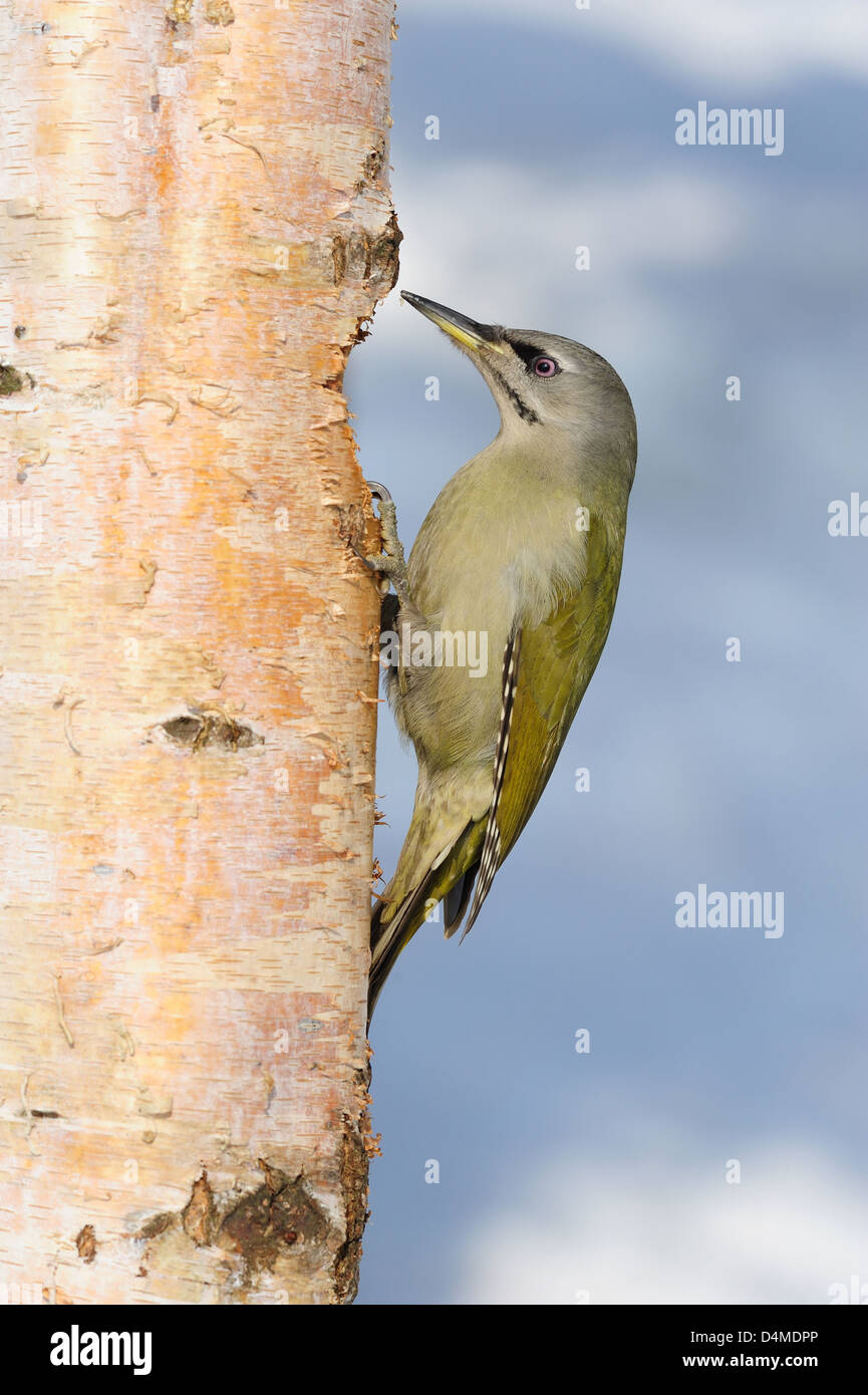 Grauspecht, Weibchen (Picus canus) Grey-headed Woodpecker, female • Ostalbkreis, Baden-Württemberg, Deutschland Stock Photo