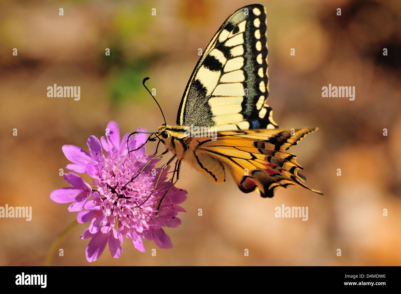 Butterfly Papilio Machaon Feeding on Pink Flower Stock Photo
