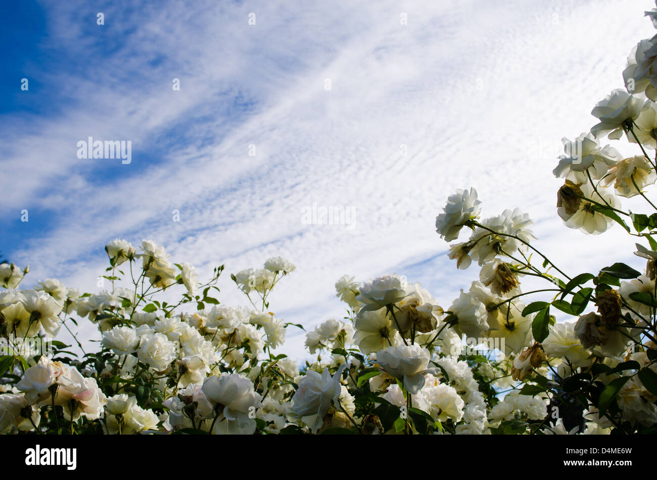 Roses and blue sky Stock Photo - Alamy