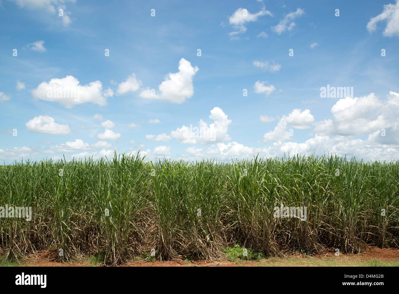 Sugar cane field near Innisfail, Far North Queensland, Australia Stock Photo