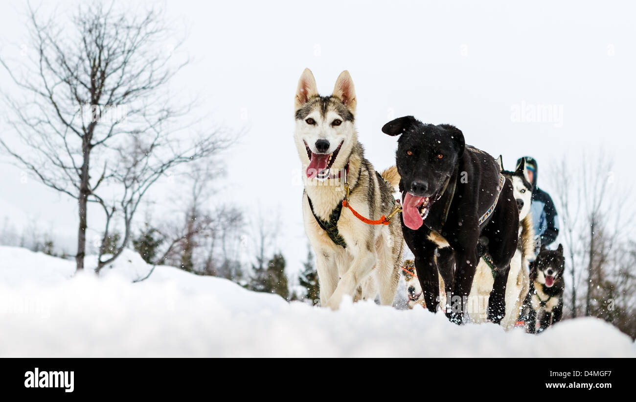 Moment caught on photos - dog sled Stock Photo - Alamy