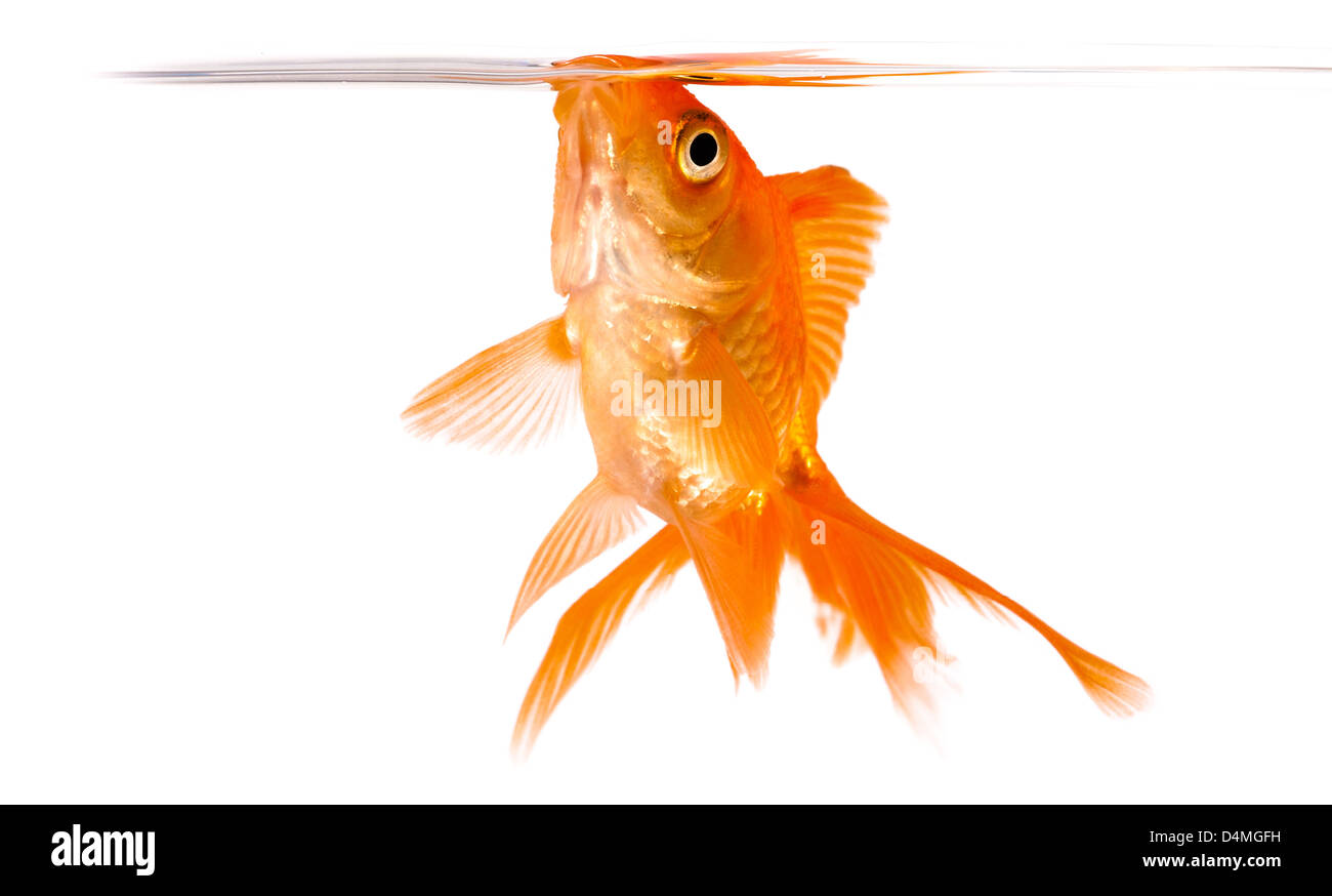 Goldfish on a white background Stock Photo