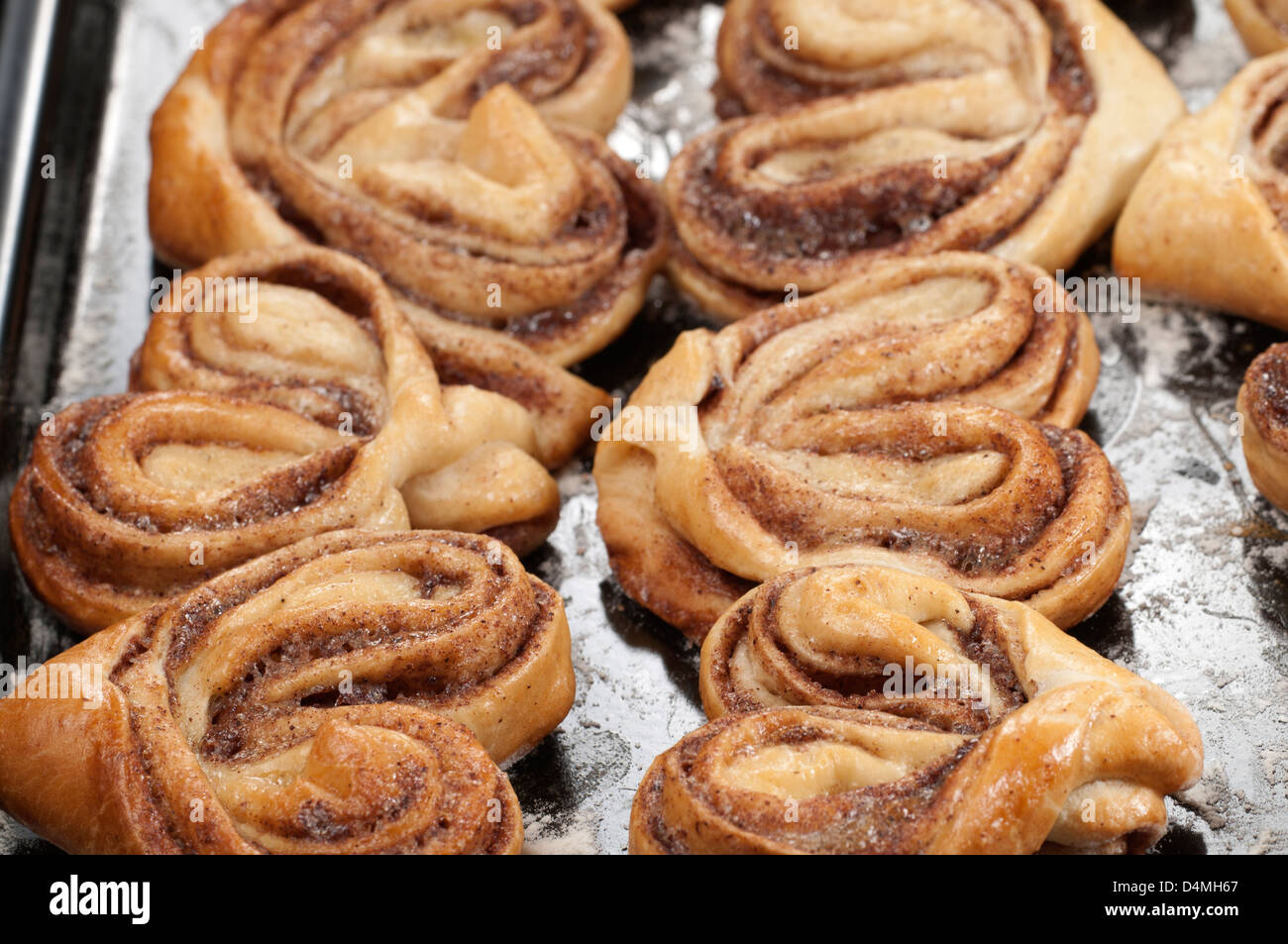 Cinnamon buns after baking on a cookie sheet Stock Photo