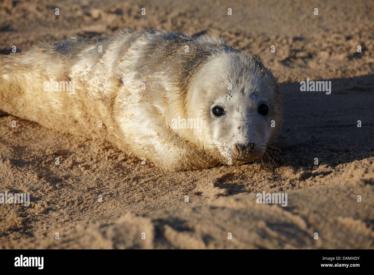 A seal pup on the beach at Winterton, Norfolk, England Stock Photo Alamy
