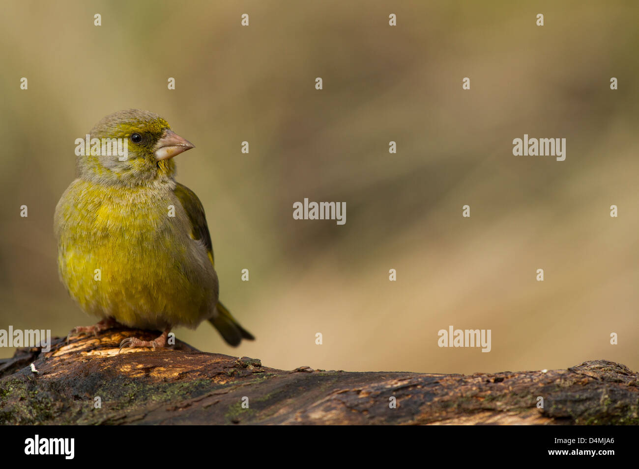 The Green Finch is a fringillidae, he is on the branch watching around. Stock Photo