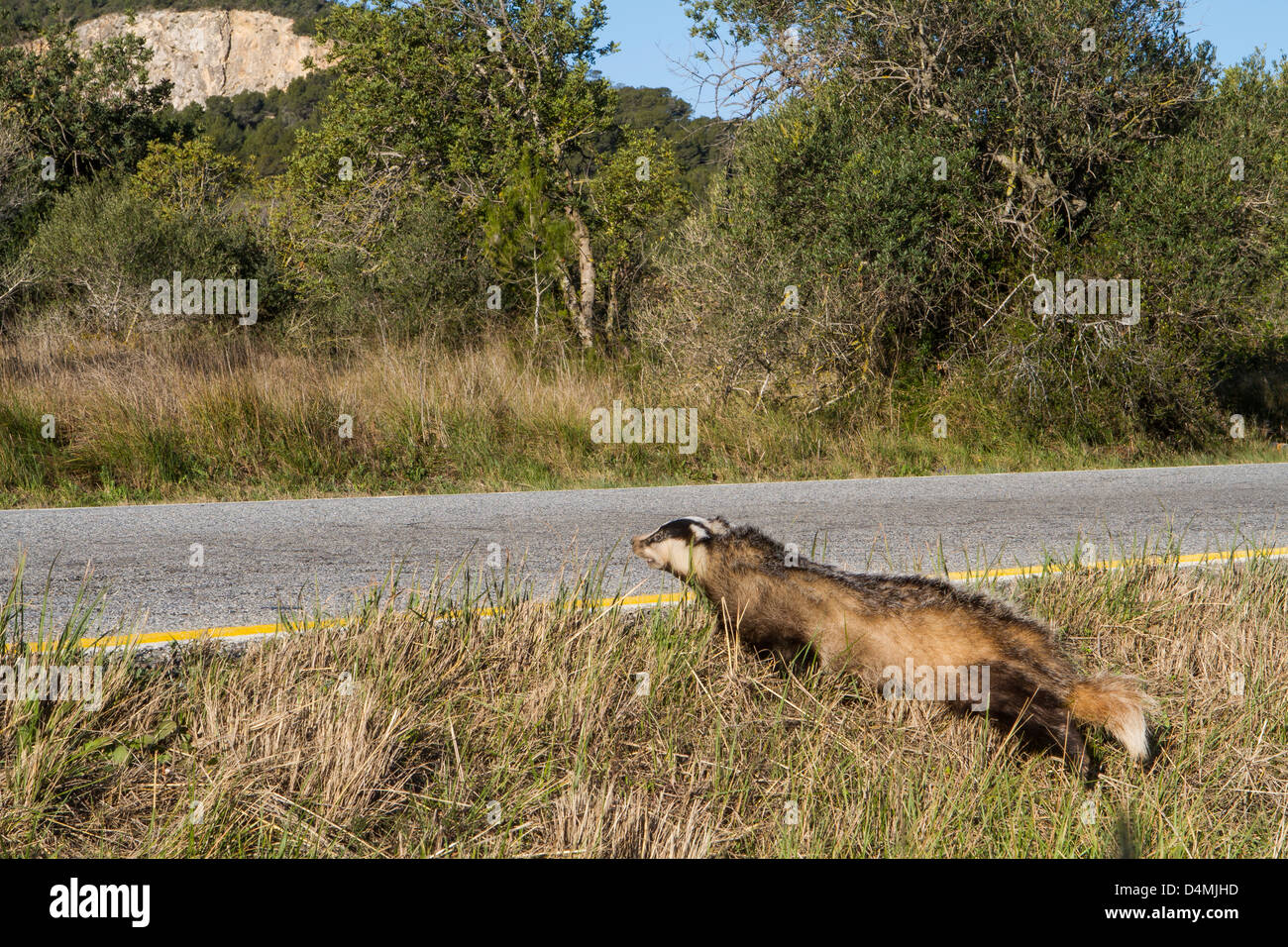 dead badger on road killed by car Stock Photo