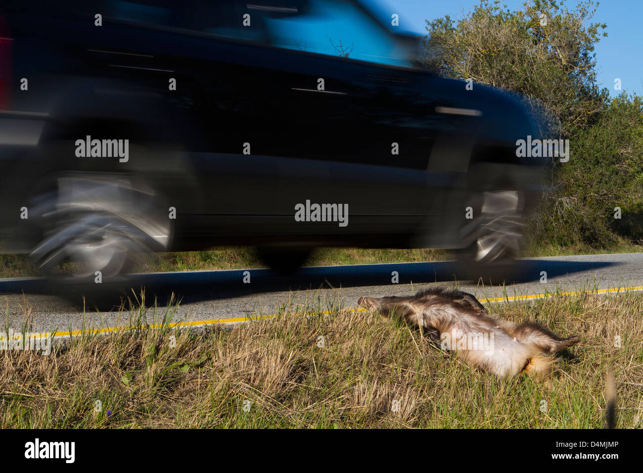 dead badger on road killed by car Stock Photo