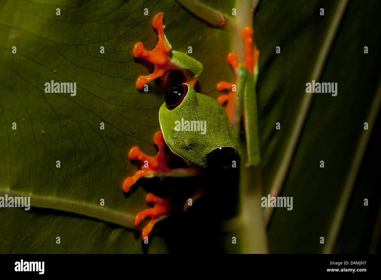 red-eyed tree frog Agalychnis callidryas Stock Photo