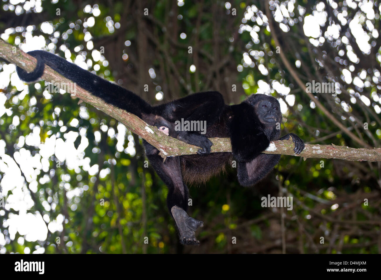 Howler monkey in a tree (Alouatta paliatta) Stock Photo