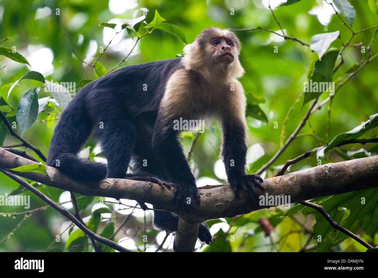 Capuchin Monkey of Costa Rica on a tree Stock Photo