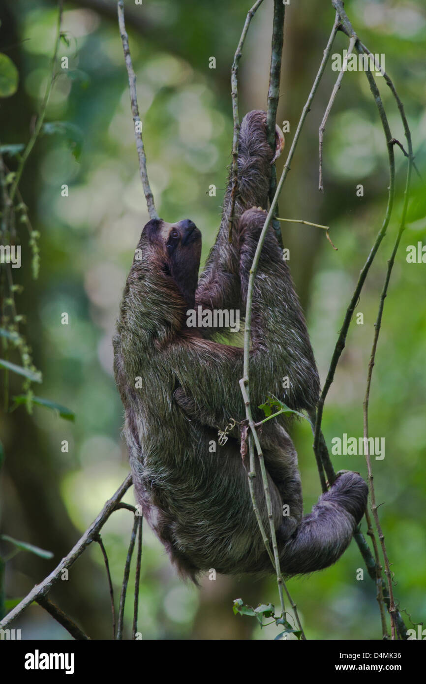 Sloth in Puerto Viejo, Costa Rica Stock Photo