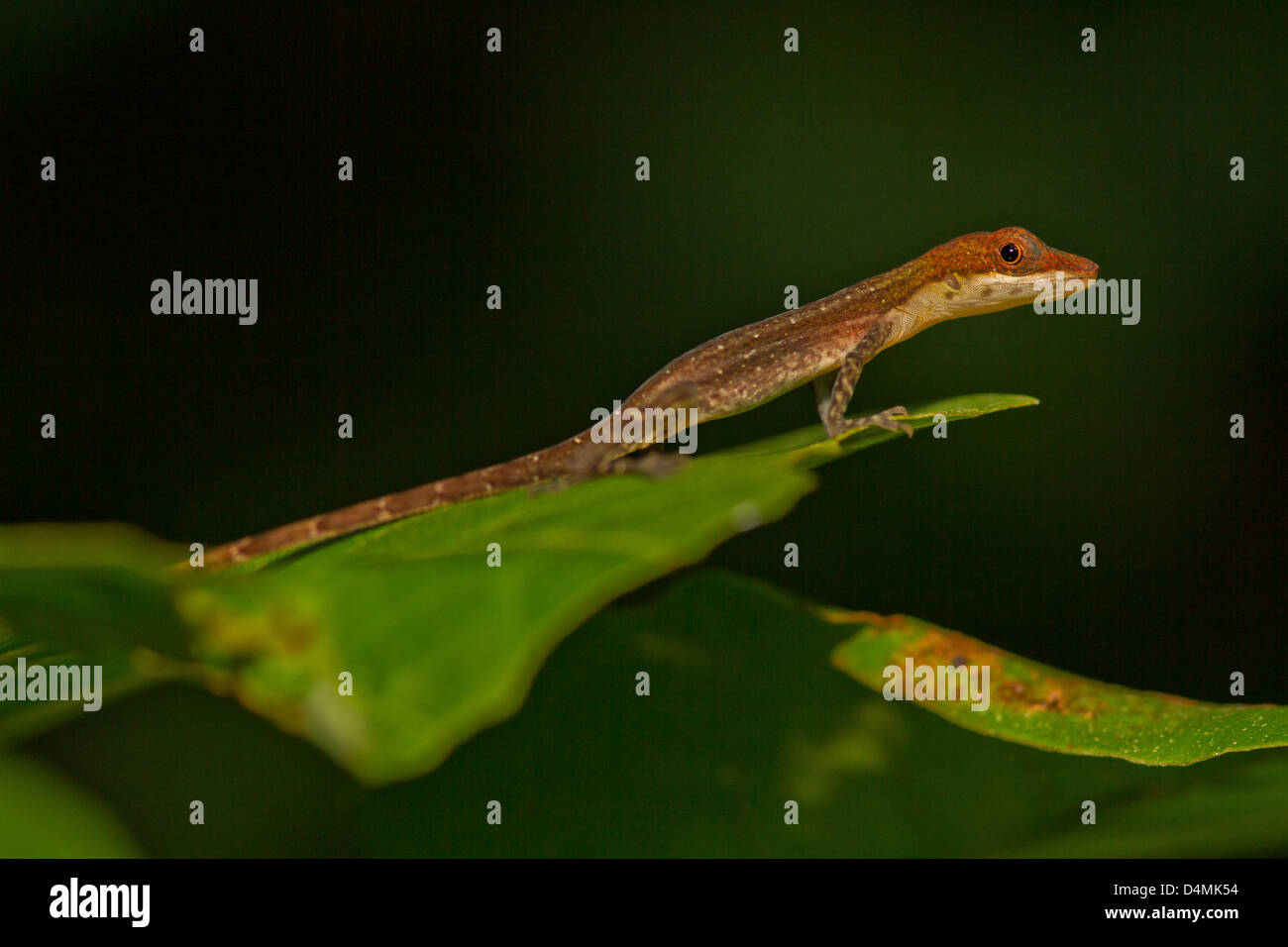 Lizard on a leaf Stock Photo
