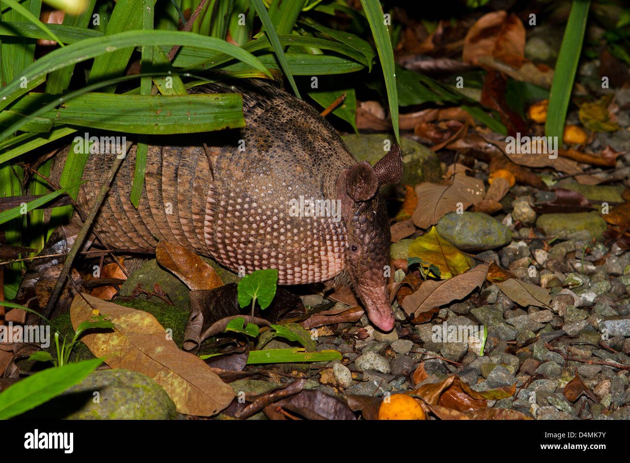 Nine-banded Armadillo digs in the dirt for food Stock Photo