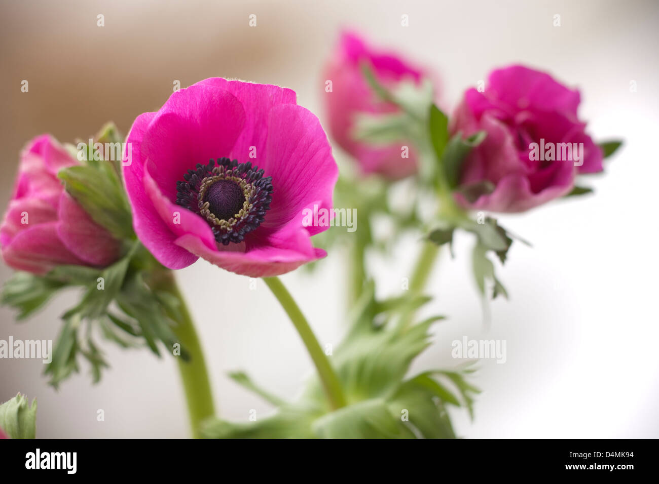 Pink poppy anemone Stock Photo