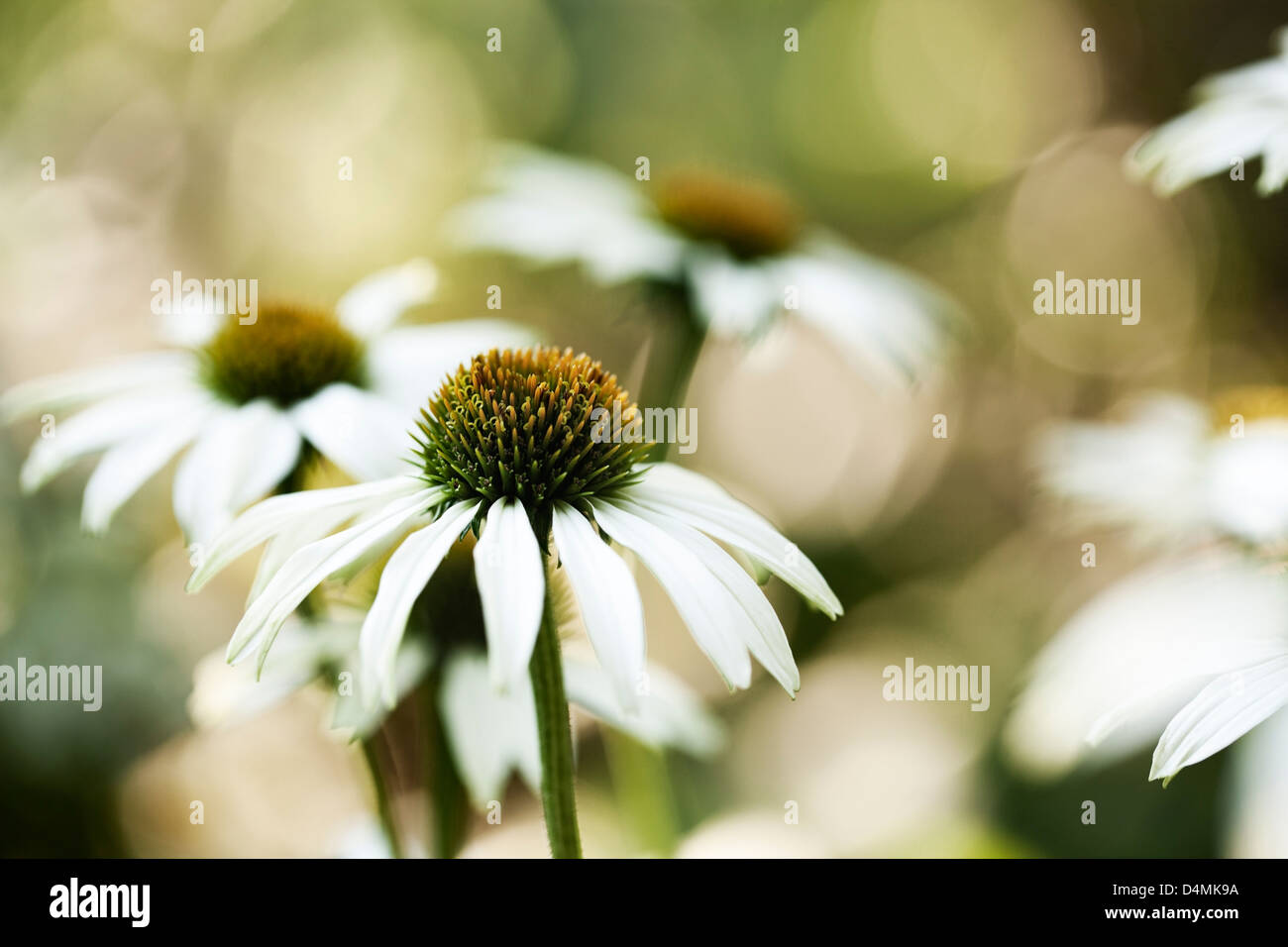 White coneflowers Echinacea purpurea 'White Swan' (syn. "Alba Stock