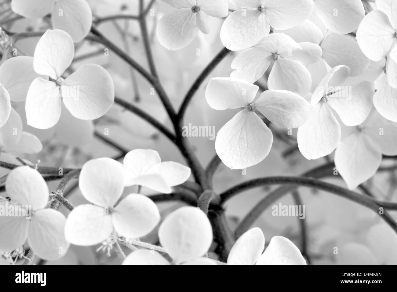 Annabelle flowers Black and White Stock Photos & Images - Alamy