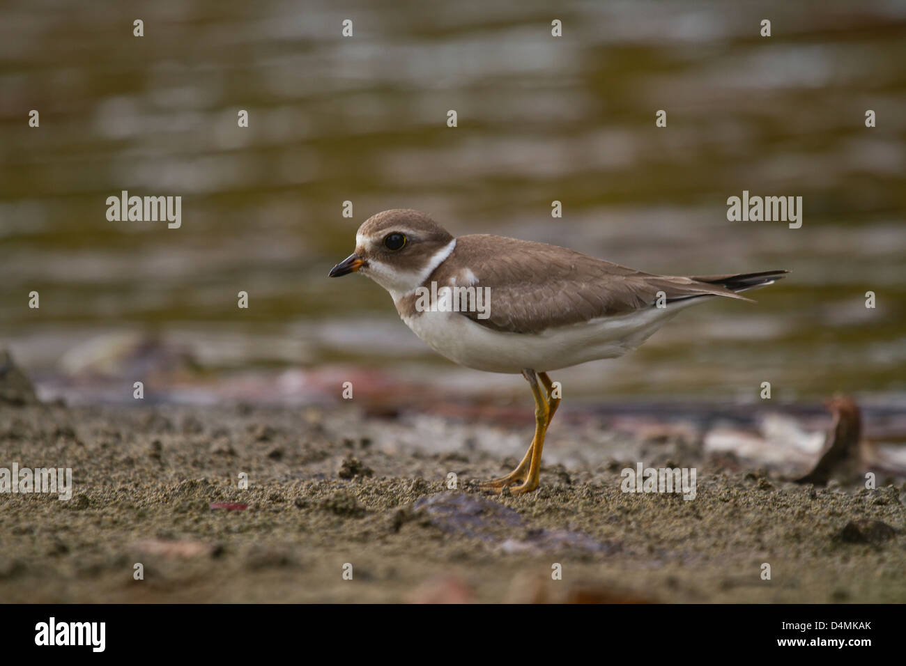 Little Ringed Plover on sand Stock Photo