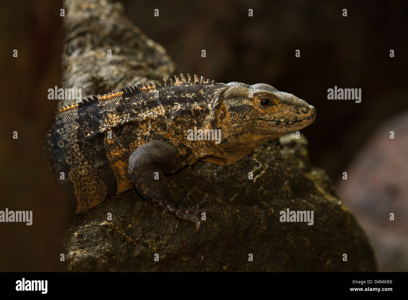 Iguana closeup detail Stock Photo