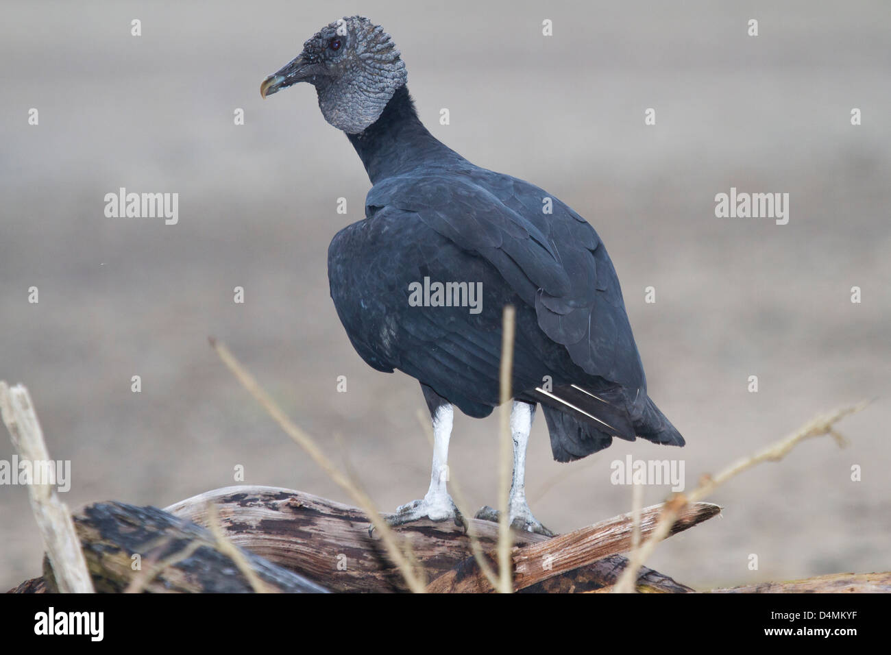 Black Vulture (Coragyps atratus) of Costa Rica Stock Photo