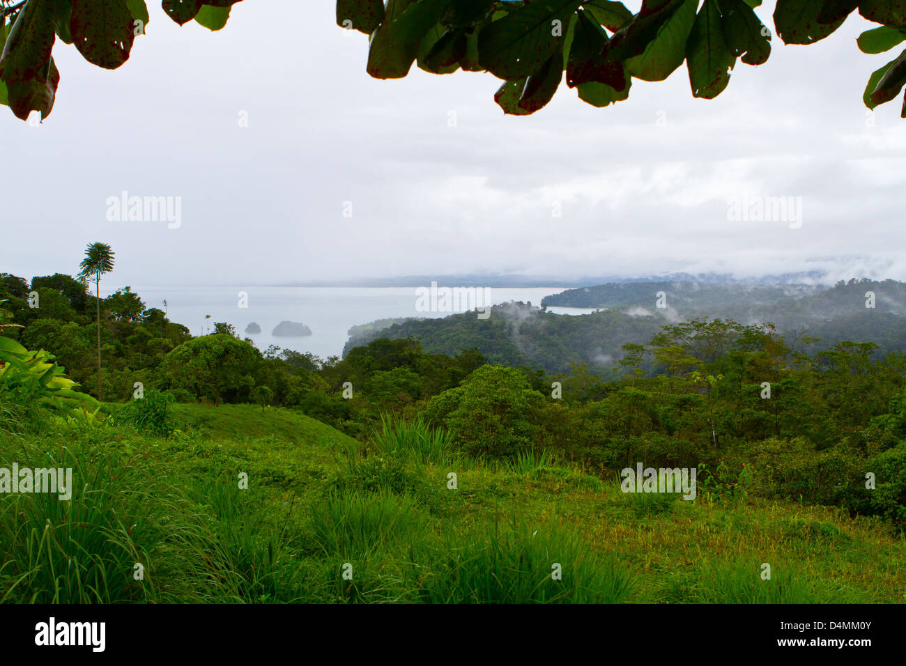 Lush vegetation at pacific coast of Costa Rica Stock Photo