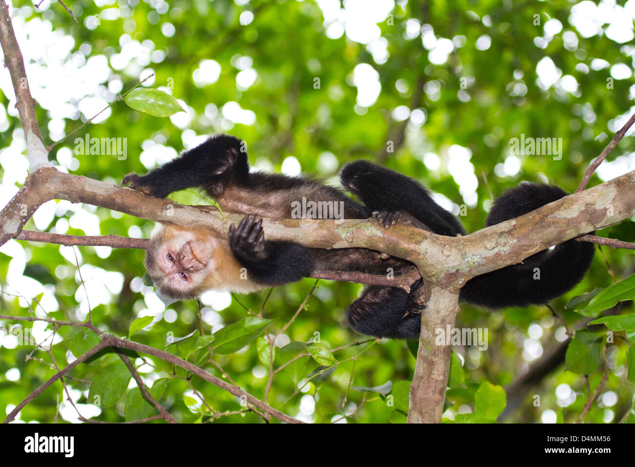 Capuchin Monkey of Costa Rica looking me Stock Photo