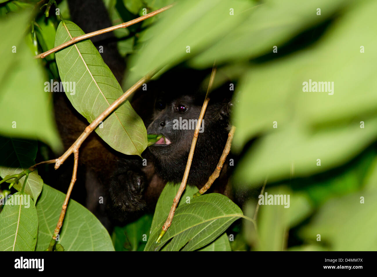 A howler Monkey eating leaves Stock Photo