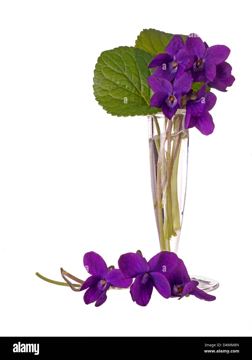Wild aka dog violets - Viola rivinia Stock Photo
