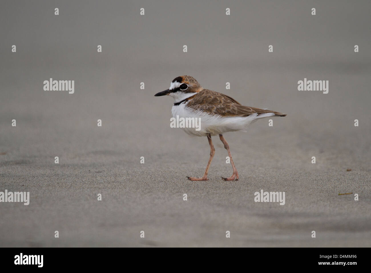 Collared Plover on a beach Stock Photo