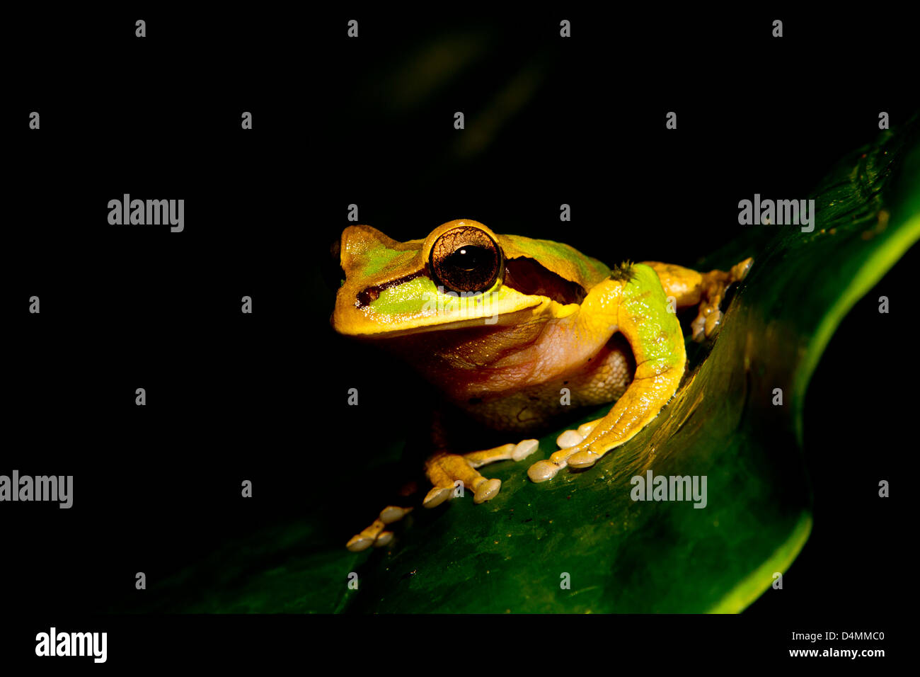 Spotted brown frog on a leaf with black background Stock Photo