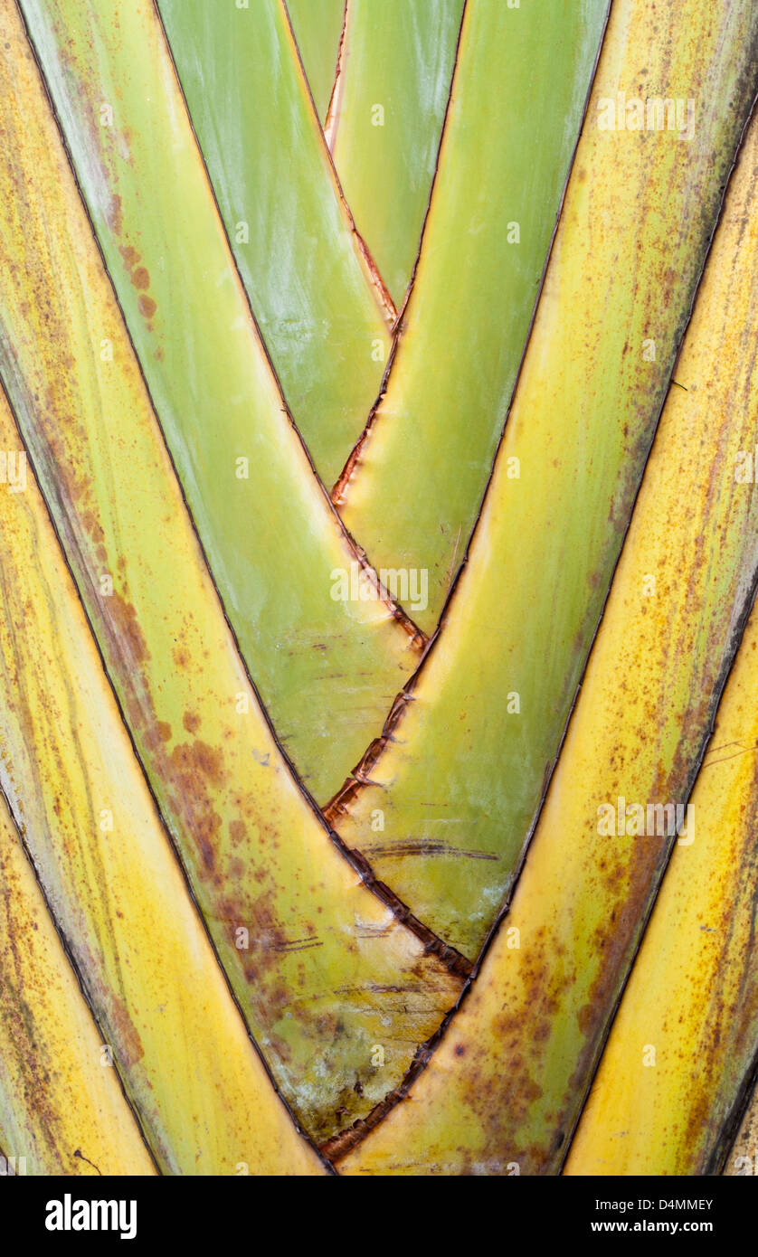 Close-up of a Traveler's tree (Ravenala) trunk Stock Photo - Alamy