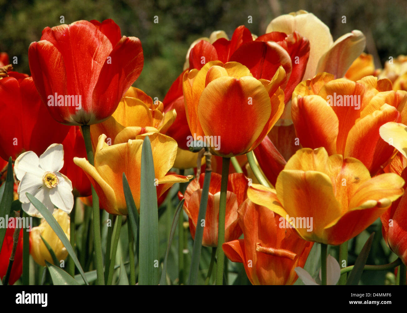 Horticulticulture hi-res stock photography and images - Alamy