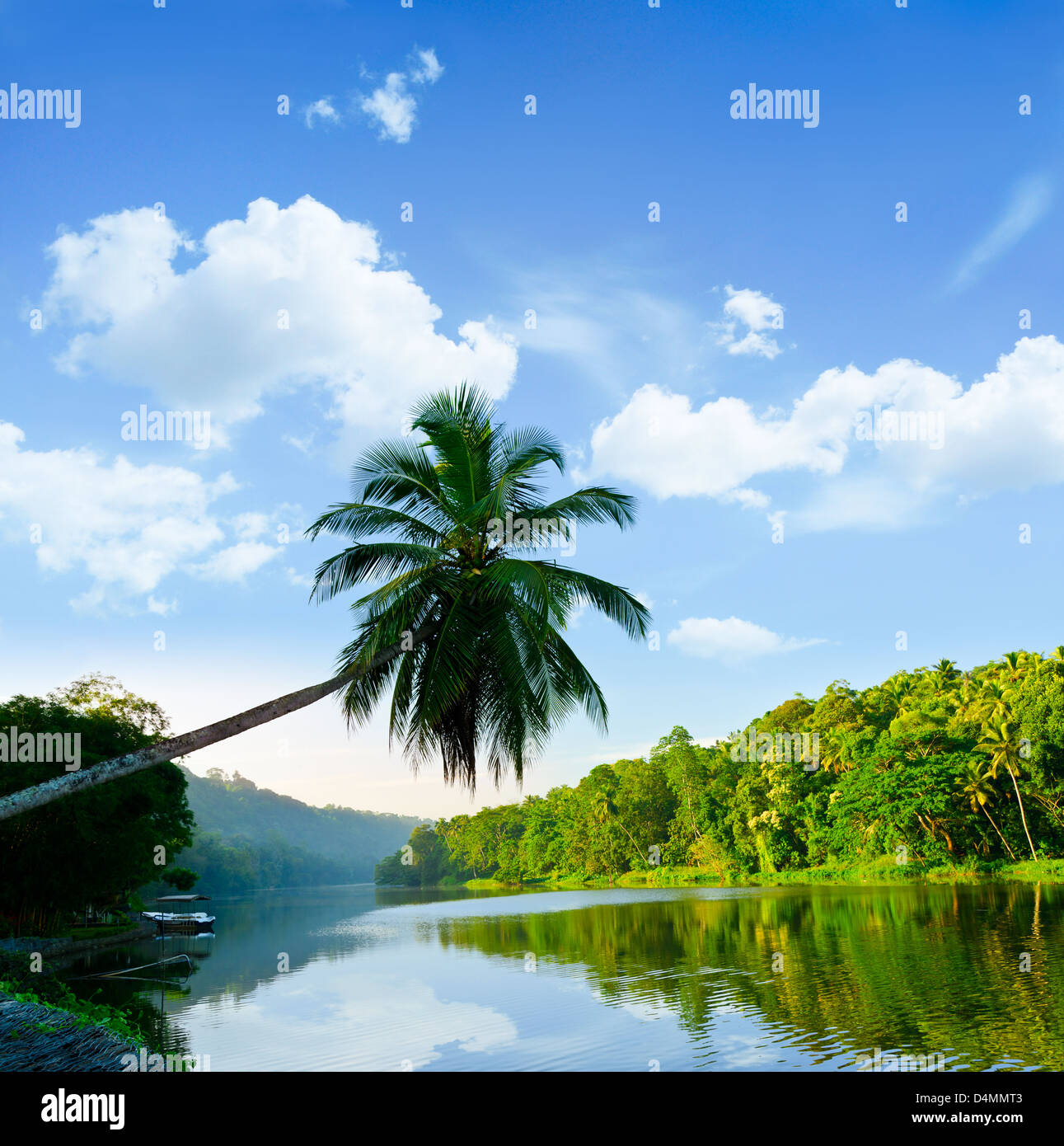 picturesque palm tree leans over the tropical river in the early hours