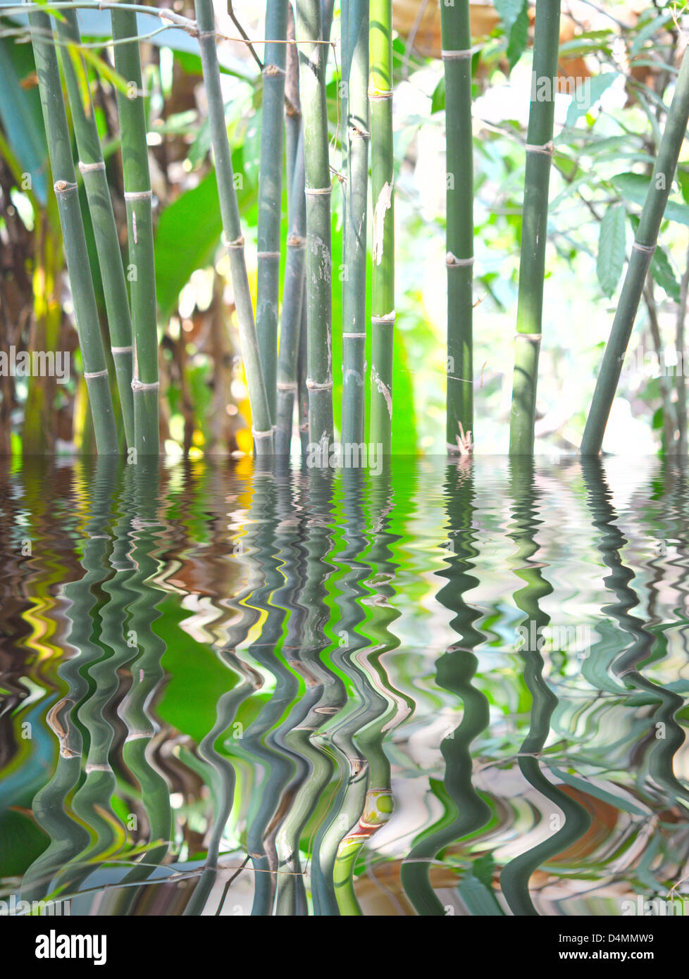 bamboo in water Stock Photo Alamy