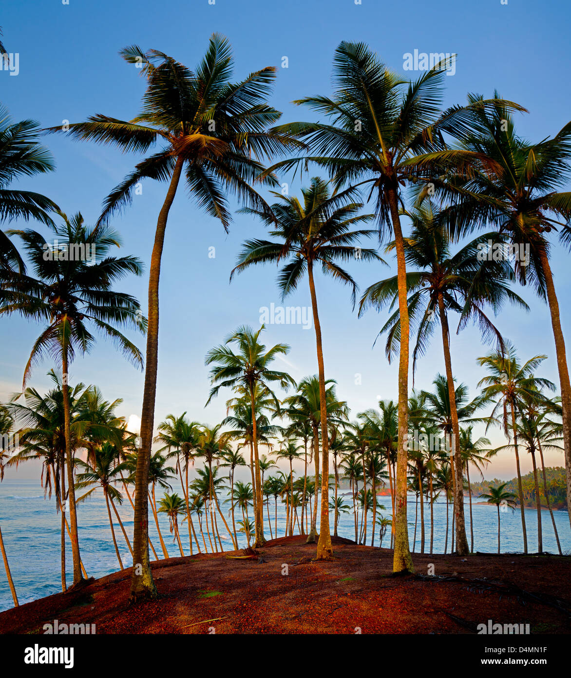 Coconut palm trees silhouetted hi-res stock photography and images - Alamy