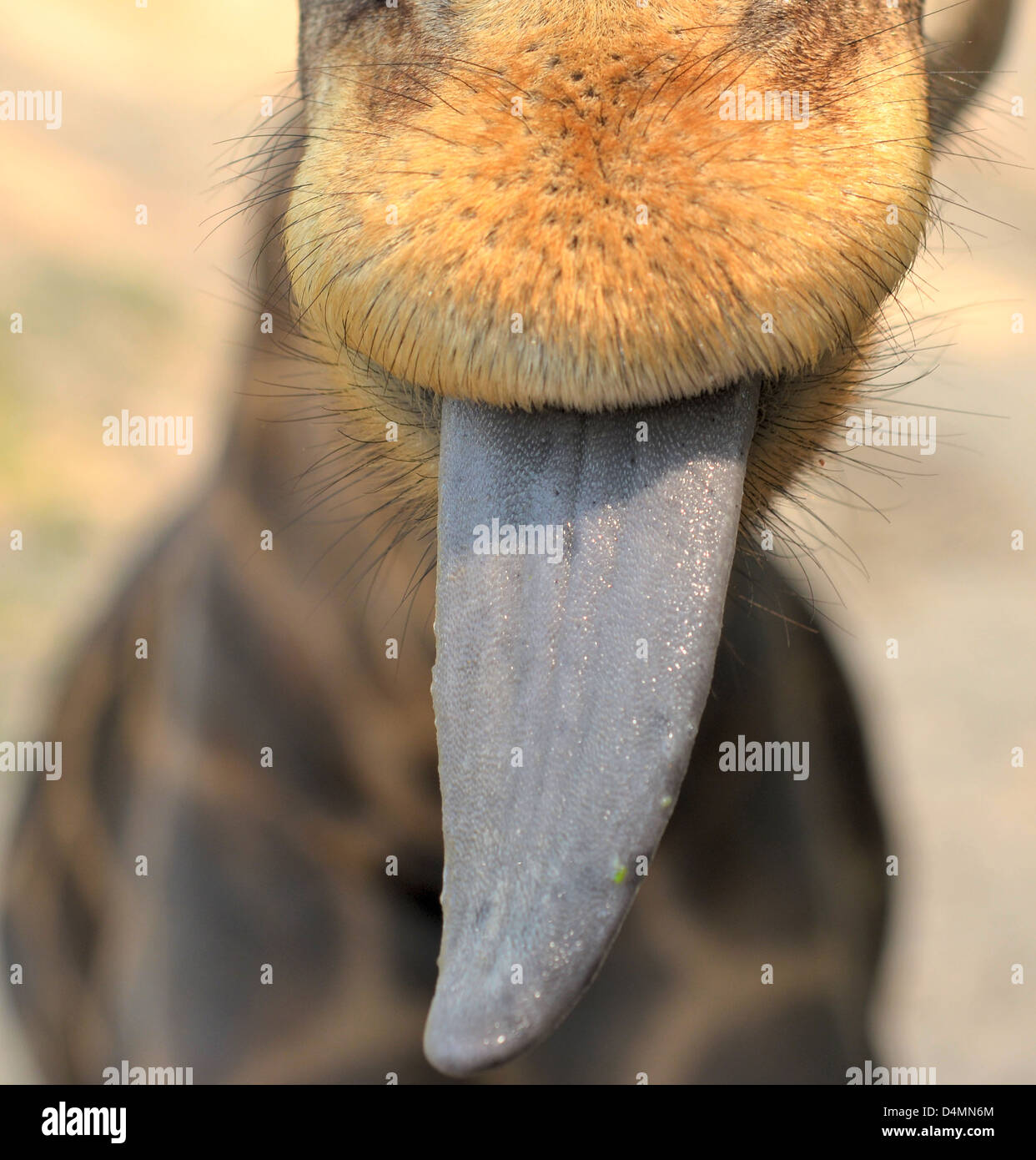 close up of giraffe with funny tongue Stock Photo