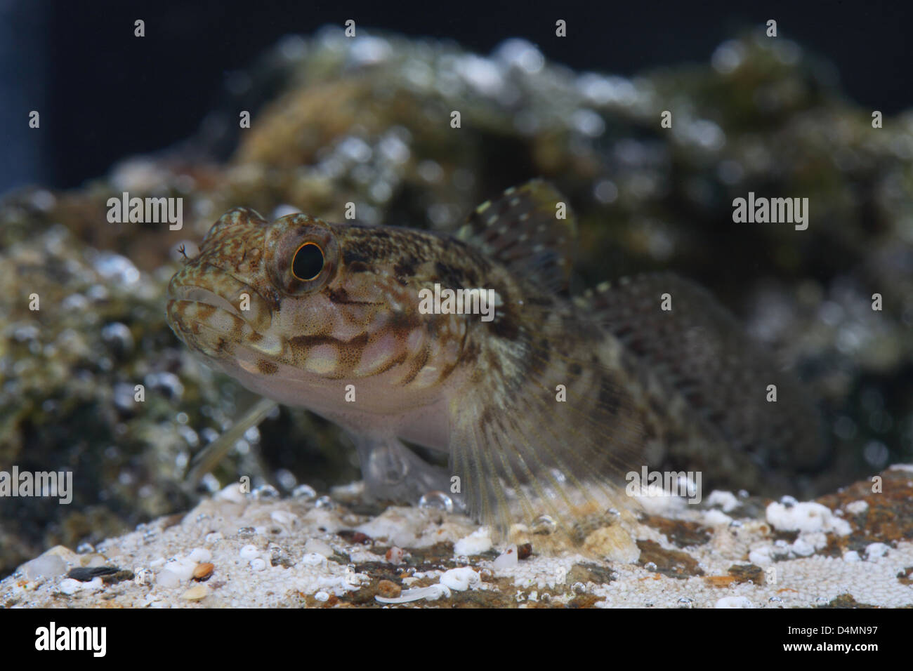 Rock Goby in aquarium Stock Photo