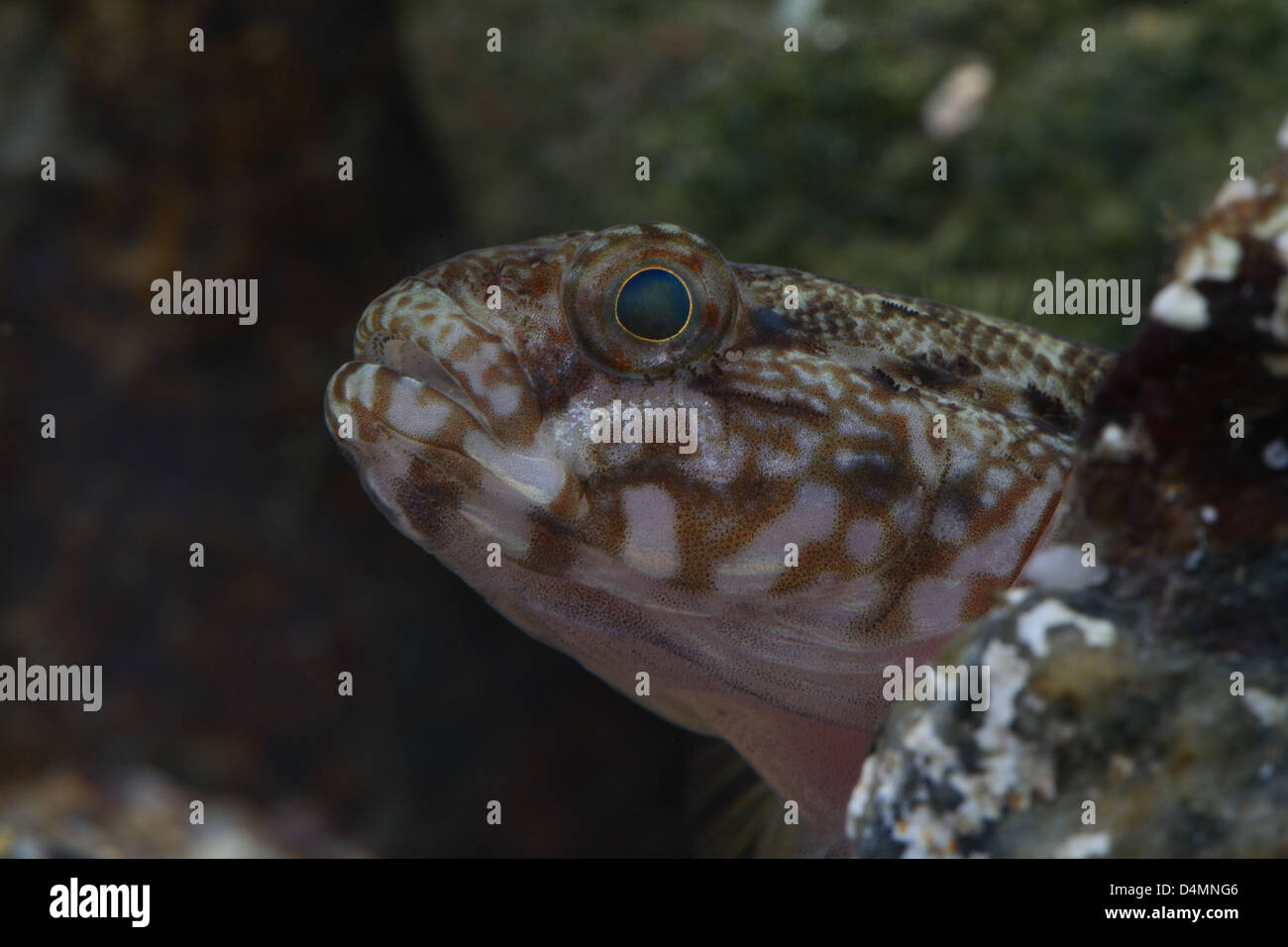 Rock Goby close up of head Stock Photo
