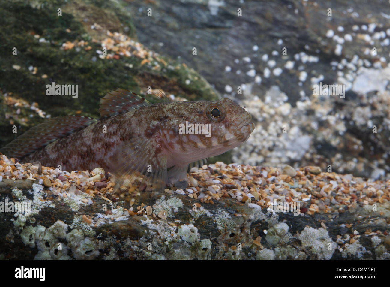 Rock Goby on barnacle covered rocks in aquarium Stock Photo