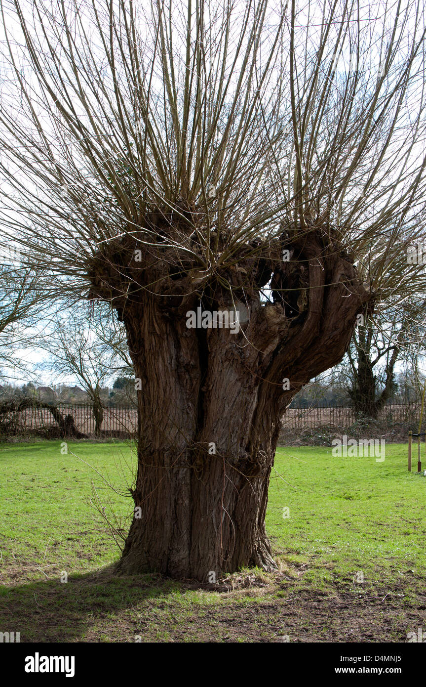 Salix pollard willow hires stock photography and images Alamy