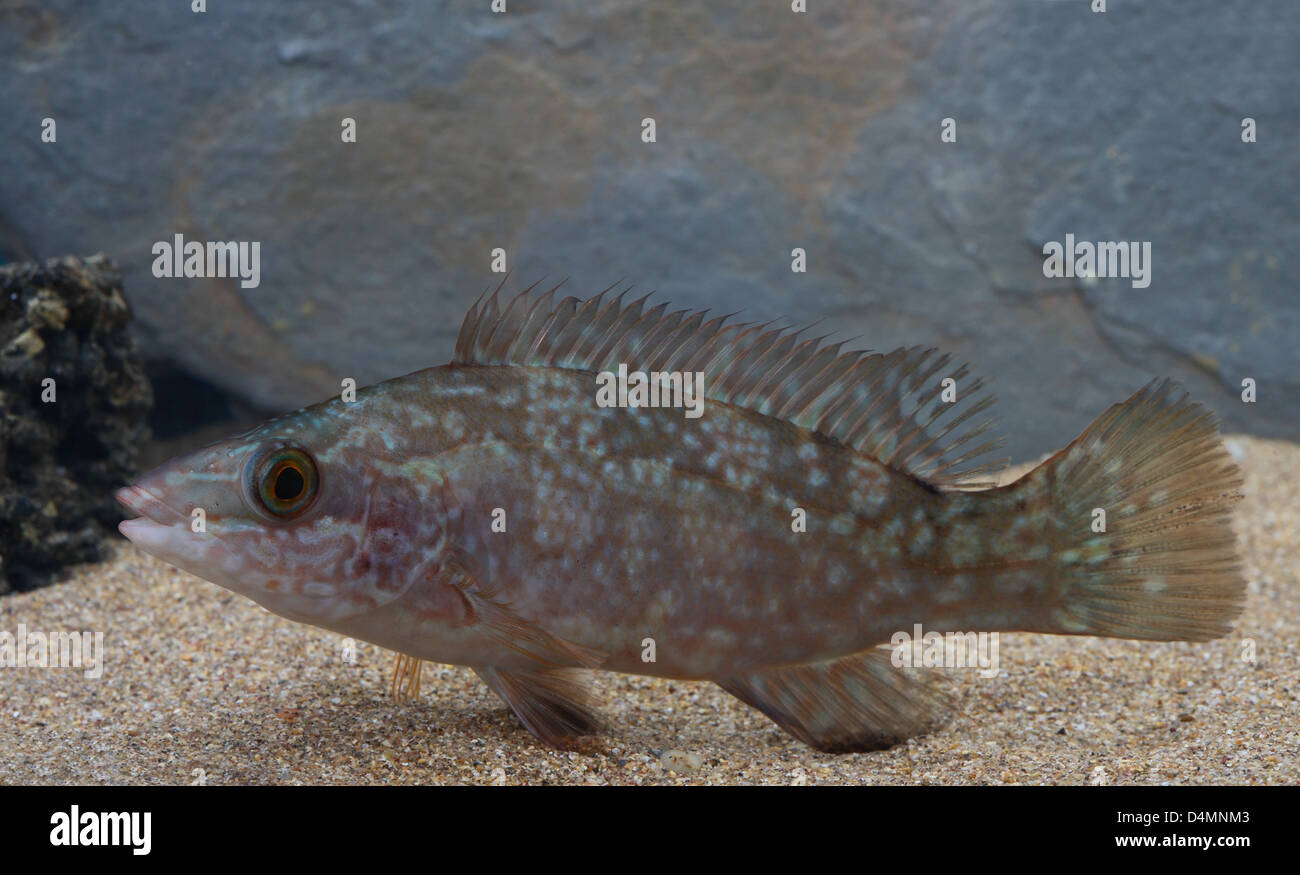 Balen Fish Ballan Wrasse in aquarium Stock Photo - Alamy