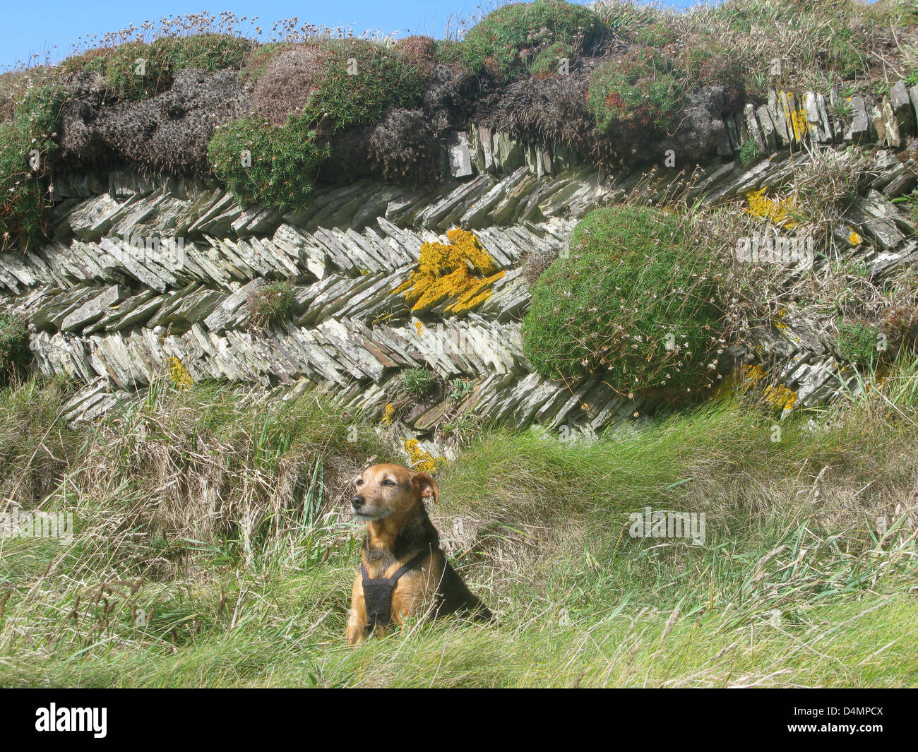 Old stone wall overgrown grass hi-res stock photography and images - Alamy