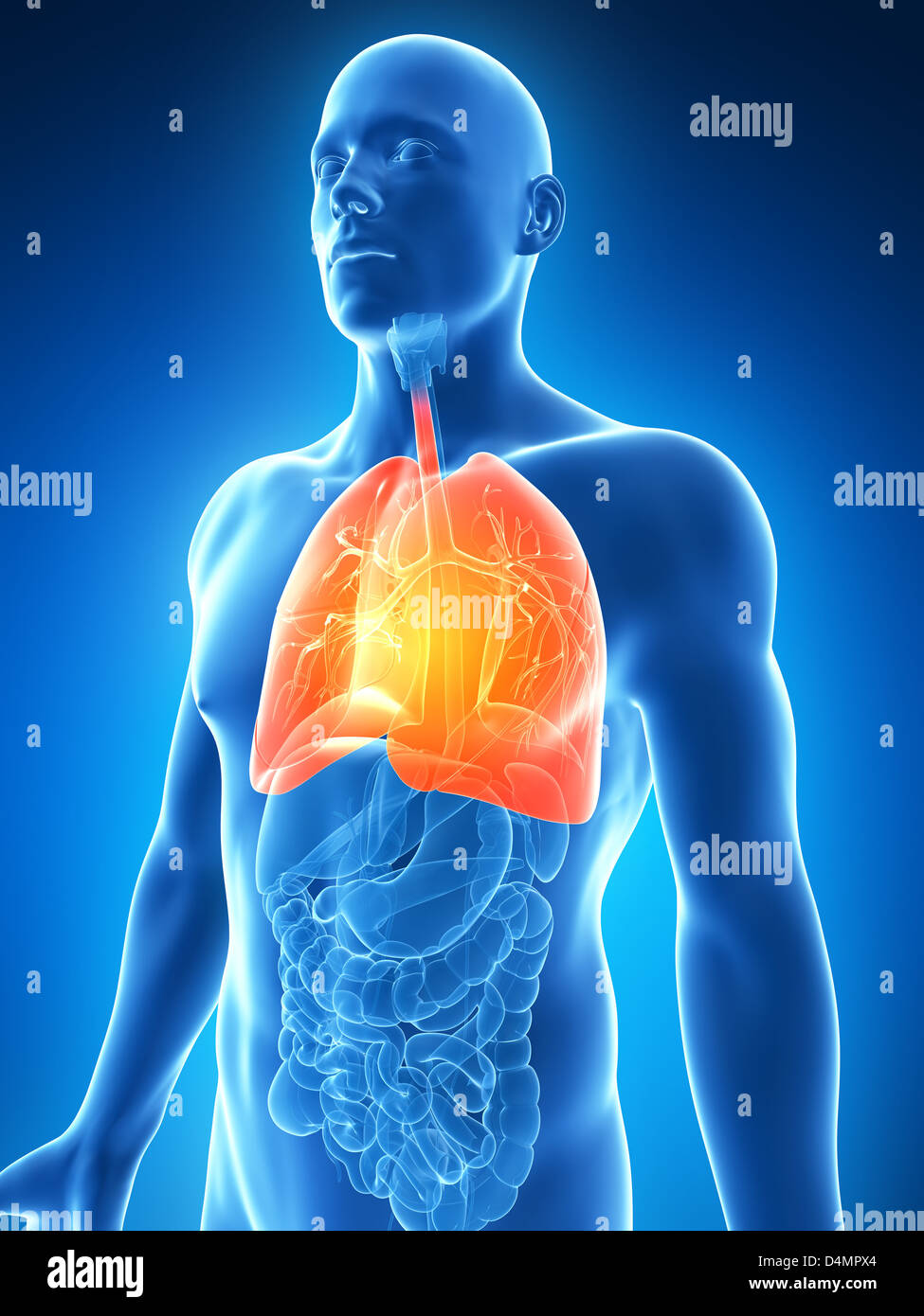 Male´s lung Stock Photo