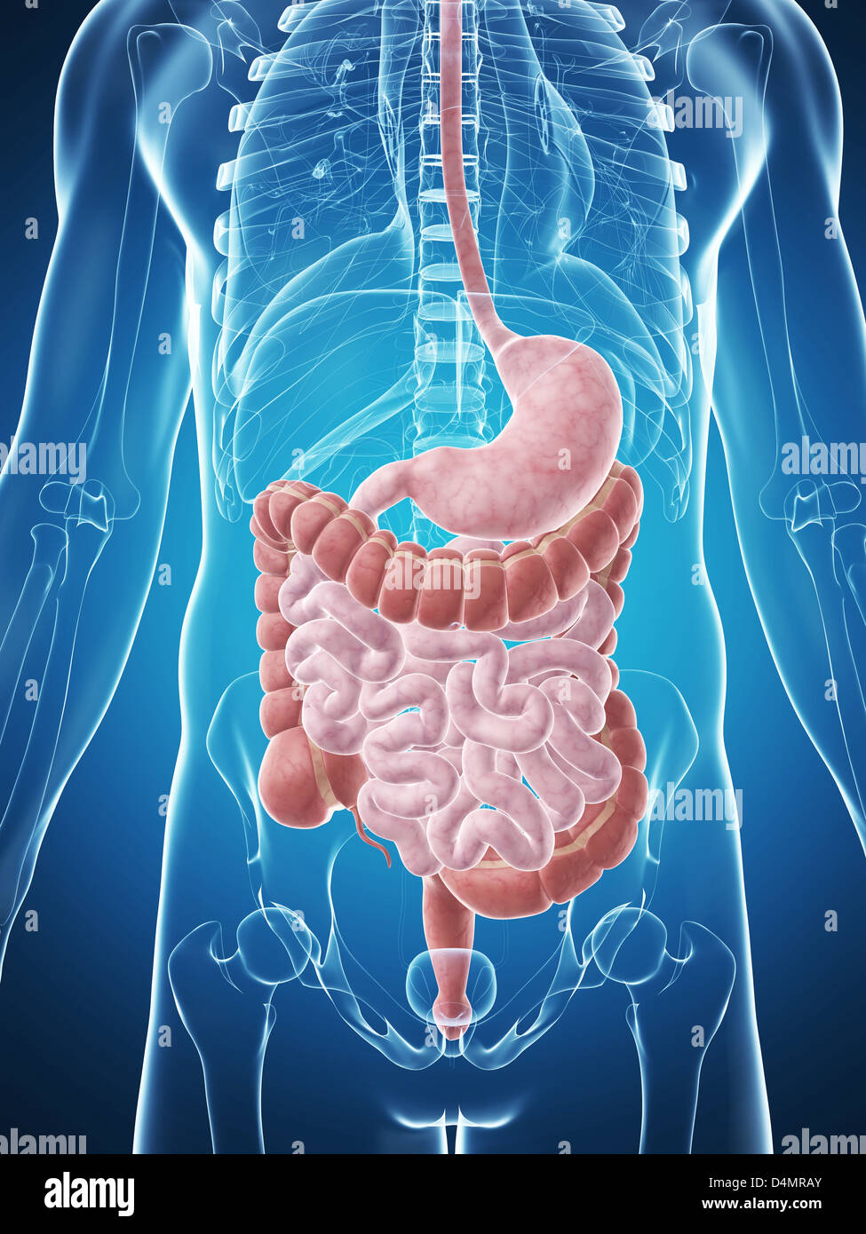 Digestive system diagram hires stock photography and images Alamy