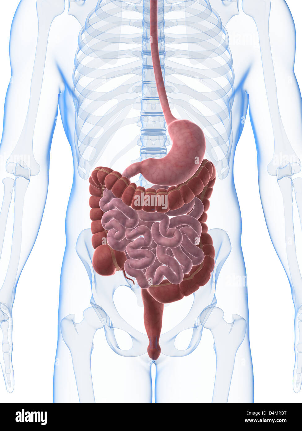 Digestive System Diagram High Resolution Stock Photography and Images