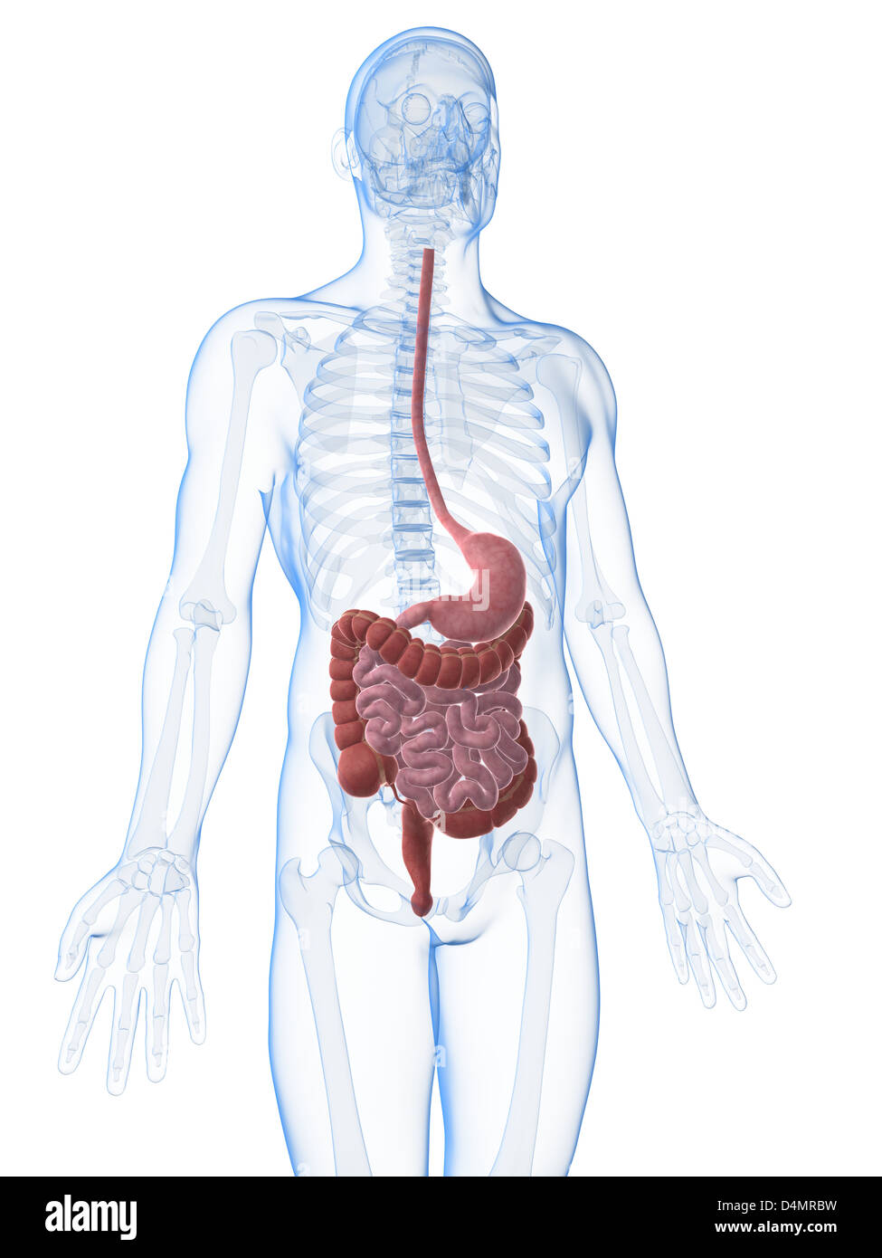 Digestive System Diagram High Resolution Stock Photography and Images