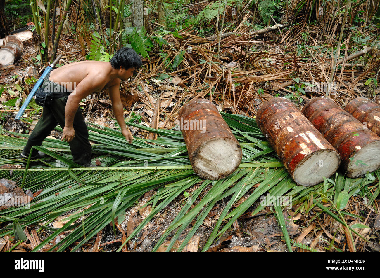 Forest Worker Cutting and Preparing Sago Palm Logs for the Extraction of Sago near Mukah Sarawak Borneo Malaysia Stock Photo
