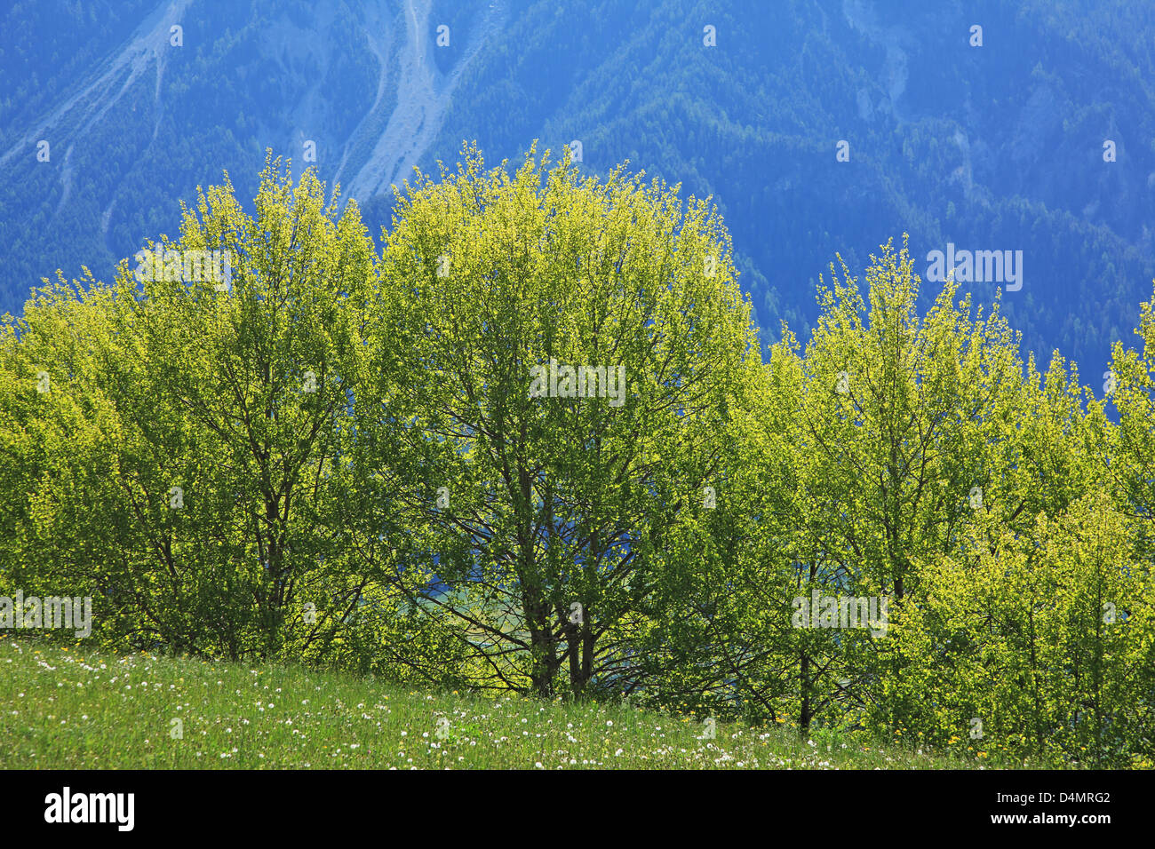 Switzerland, Canton Graubünden, fresh green Stock Photo